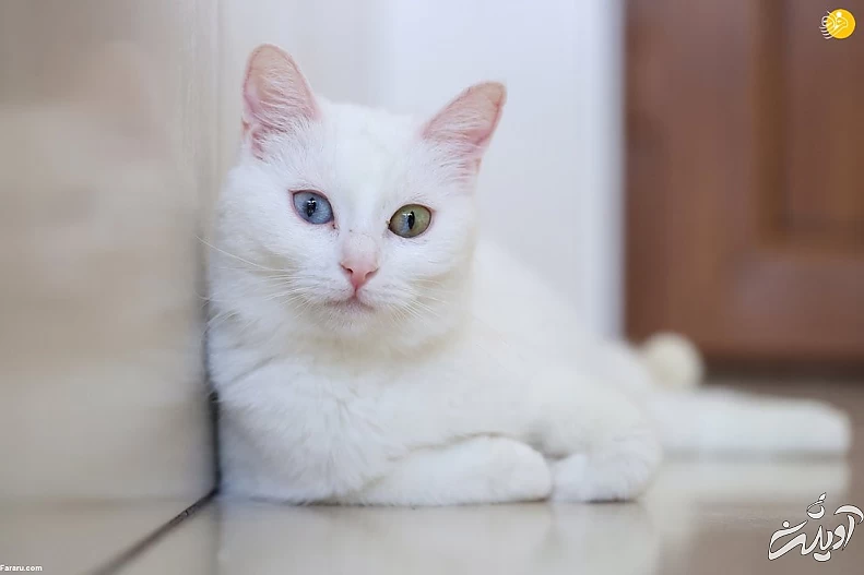 (تصاویر) ویژگیهای منحصربه فرد گربه وان